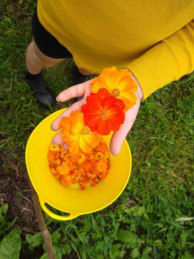 Cosmos Sulfureux, plante tinctoriale pour impression botanique