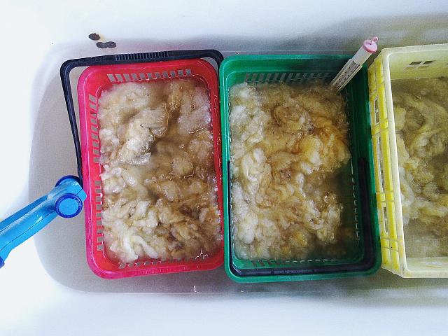 formation tri des toisons et lavage de laine de brebis