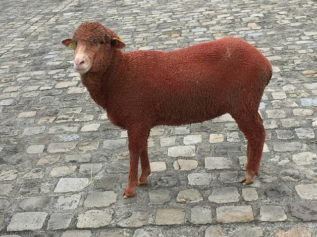 Mouton teint en rouge