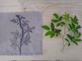 Stage Hapazome, plantes à tanins, teinture végétale, ADN Laine en Bourgogne du Sud