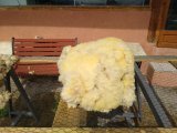 formation tri des toisons et lavage de laine de brebis
