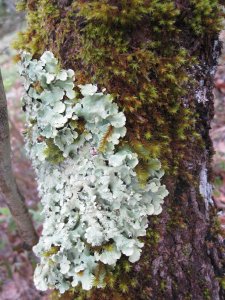 Inspiration pour l'atelier encre végétales avec les enfants
