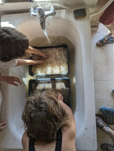 Atelier lavage de laine de mouton pour enfant à ADN Laine, 71220 Pressy Sous Dondin, en Bourgogne du Sud