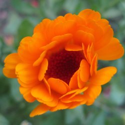 Cosmos Sulfureux