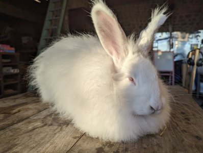 Atelier halloween lanterne en feutre à ADN Laine, 71220 Pressy-sous-Dondin en Bourgogne du Sud 