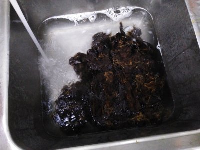 Lavage de laine en suin, toison de Brebis Noire du Velay