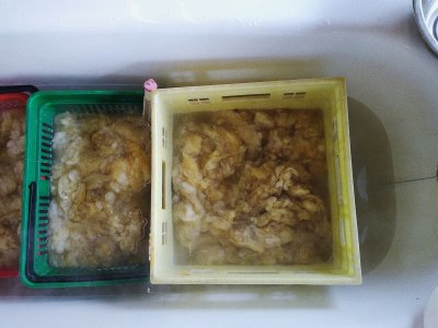 formation tri des toisons et lavage de laine de brebis