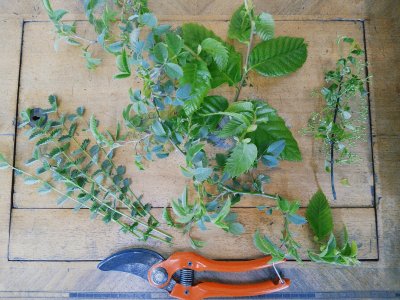 Recolte pour impression botanique ou hapazome