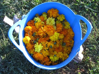 Oeillets d'inde pour les ateliers de teinture végétale ADN Laine.