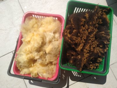 Laine de mouton, toison brute avant lavage, Noire du Velay et Texel, pour atelier filage de la laine