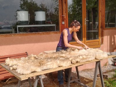 formation tri des toisons et lavage de laine de brebis